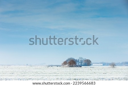 White abandoned cold winter landscape in the Dutch polder with bridge and contrasting group of trees with still brown leaves in the tree crown against a blue sky with veil clouds