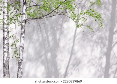 White abstract background texture of the shadow of leaves and green tree branches and birch trunks on a concrete wall
