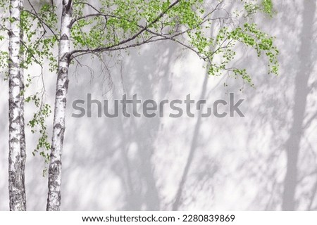 White abstract background texture of the shadow of leaves and green tree branches and birch trunks on a concrete wall
