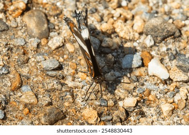 White admiral butterfly, Limenitis arthemis, foraging for minerals on gravel on Mt. Sunapee in New Hampshire in summer. - Powered by Shutterstock