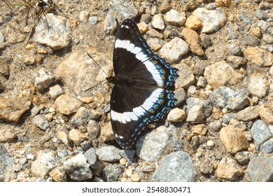 White admiral butterfly, Limenitis arthemis, foraging for minerals on gravel on Mt. Sunapee in New Hampshire in summer. - Powered by Shutterstock