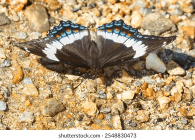 White admiral butterfly, Limenitis arthemis, foraging for minerals on gravel on Mt. Sunapee in New Hampshire in summer. - Powered by Shutterstock