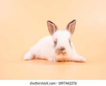 白うさぎ の写真素材 画像 写真 Shutterstock