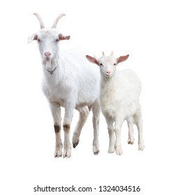 Three Llamas On Side White Background Stock Photo (Edit Now) 245702377