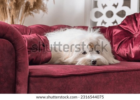white adult Maltese dog is sad on a luxurious velour burgundy sofa with round pillows