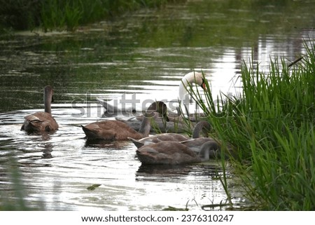 white adult swan and brown young swans on the bank of a water channel