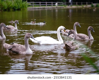 A white adult swan swimming with a group of young cygnets in a peaceful pond, surrounded by nature. - Powered by Shutterstock