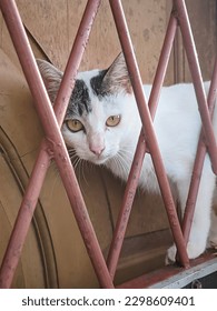 a white aegean cat jumped from outdoors onto the iron door of the porch to enter the house - Shutterstock ID 2298609401