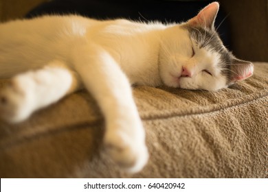 White Aegean Cat Napping