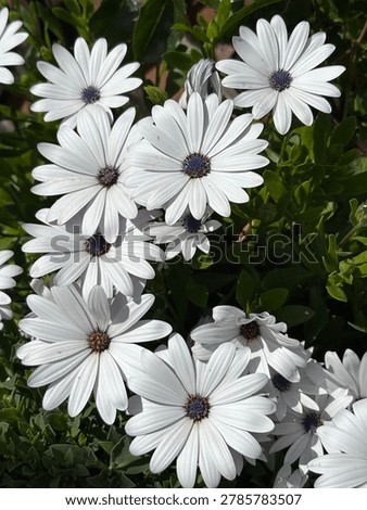 White African daisies (Dimorphotheca ecklonis) in bloom, close-up of ornamental flowers with green leaves and natural sunlight.