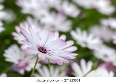 White African Daisy (Dimorphotheca pluvialis),Selective focus