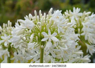 White African Lily flower - Latin name - Agapanthus africanus Albus - Shutterstock ID 1467380318