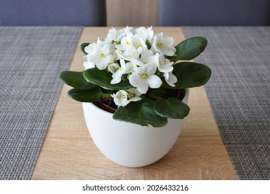 White African Violet In Flower Pot