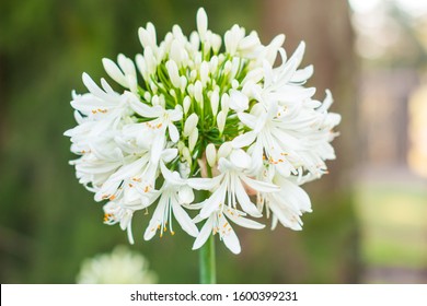 white agapanthus close up details - Shutterstock ID 1600399231