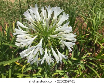 White agapanthus flower, also known as: African lily, Nile flower and lily of the Nile. - Shutterstock ID 2250259461
