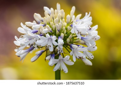 White Agapanthus flowers with hints of purple blooming in the garden - Shutterstock ID 1875637510