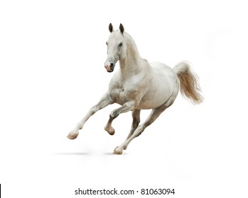 white akhal-teke horse isolated on white