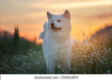 秋田犬 Hd Stock Images Shutterstock