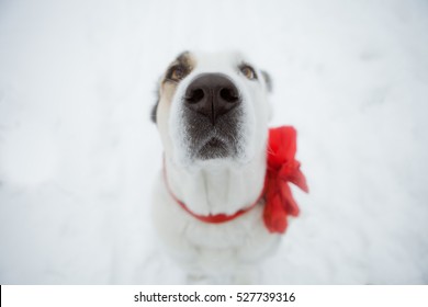 White Alabai With A Red Bow Pulls The Nose Into The Camera Around The Neck. Dog Close Up. Dog Walking In A Snowy Forest In Winter