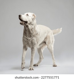 White Alabay stand on a light grey background and bent front paw. Studio portrait of a guard dog. Vertical photo of a pet