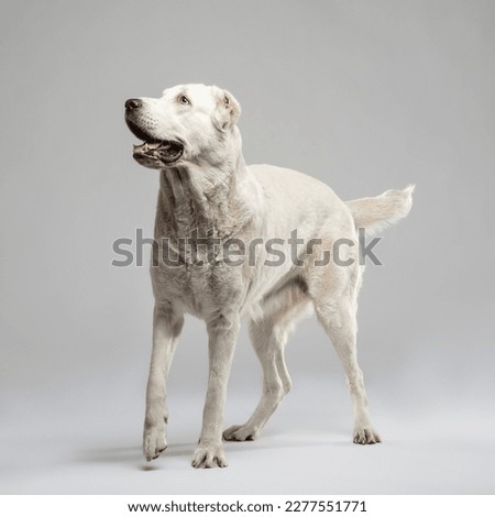 White Alabay stand on a light grey background and bent front paw. Studio portrait of a guard dog. Vertical photo of a pet