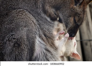 White albino Bennett's wallaby or red-necked wallaby (Macropus rufogriseus) in mother's pouch. Animal mother kissing and caring for adorable baby  - Powered by Shutterstock