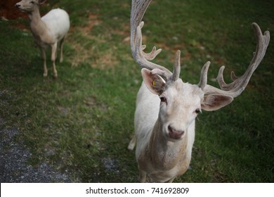 White Albino Buck Deer