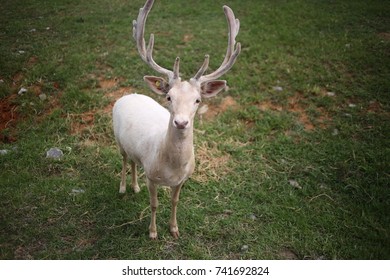 White Albino Buck Deer