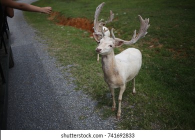 White Albino Buck Deer