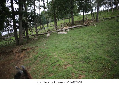 White Albino Buck Deer