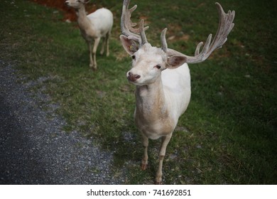 White Albino Buck Deer