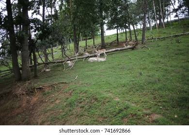 White Albino Buck Deer