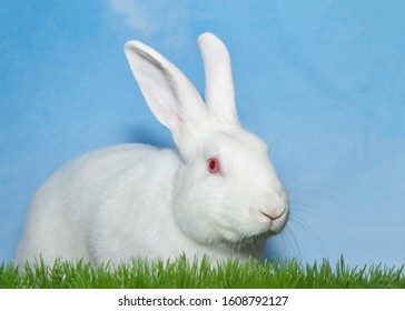 albino rabbit