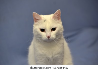 White Albino Cat On A Blue Background