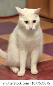 White Albino Cat Sits On The Floor