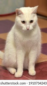 White Albino Cat Sits On The Floor