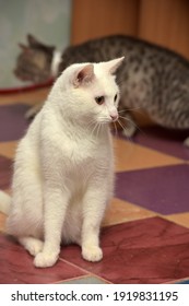 White Albino Cat Sits On The Floor