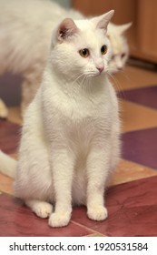 White Albino Cat Sits On The Floor