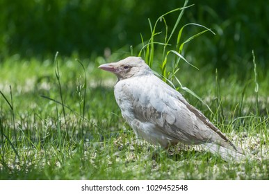 White Albino Crow On The Green Grass