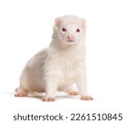 white Albino, Ferret standing right in the center looking at the camera, Isolated on white