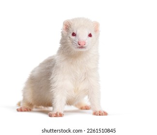 white Albino, Ferret standing right in the center looking at the camera, Isolated on white