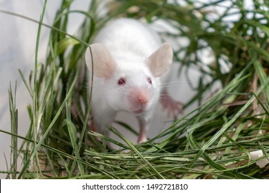 White albino laboratory mouse sitting in green dried grass, hay. Cute little rodent muzzle close up, pet animal concept.