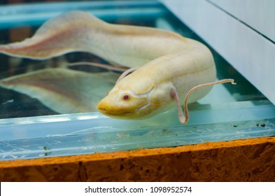 White Albino Lungfish (dipnoi) In A Fish Tank.