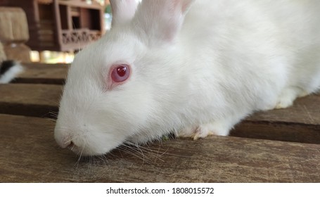 A White Albino Rabbit Close Up