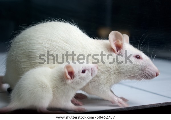 Rat Blanc Albinos Avec Bebe Rat Photo De Stock Modifiable