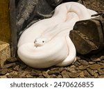 White (albino) reticulated python (Malayopython reticulatus) 