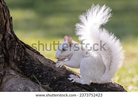White Albino Squirrels, one of nature's rare creatures on the National Mall area in Washington D.C., on September 13, 2023.