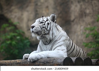 White Albino Tiger