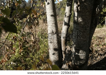 white alder tree trunks in sunny daylight