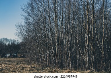 White Alder Trees Without Leaves In Autumn Or Early Spring